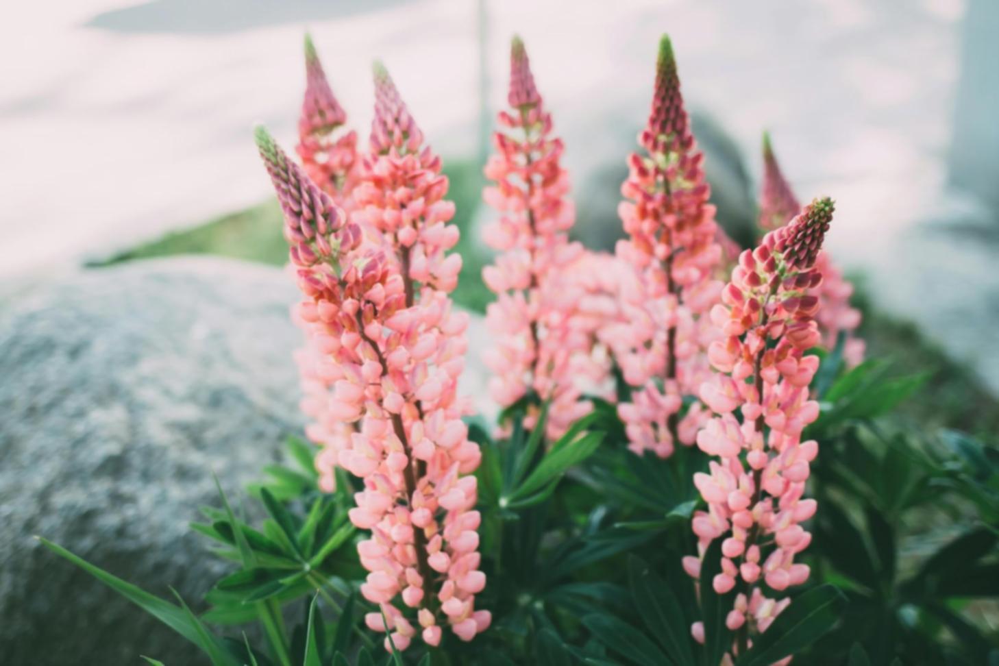 Результат професійної роботи флориста