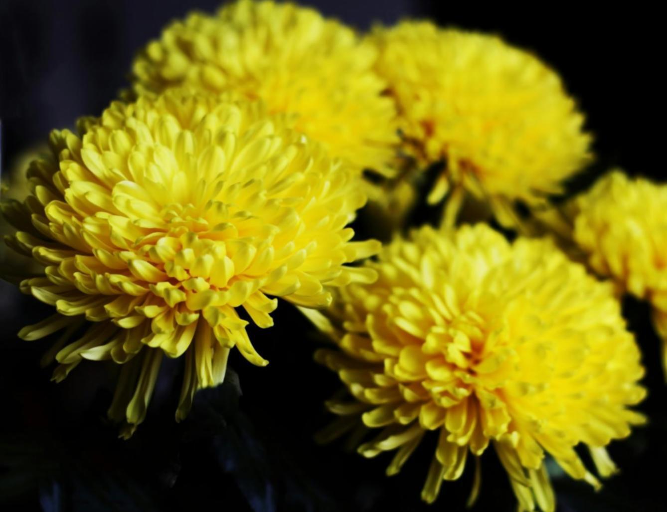 Сучасна флористика